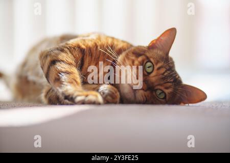 Niedliche faule bengalische Katze, die im Sonnenschein auf weißem Boden in weißem Innenraum liegt, Nahaufnahme Porträt. Stockfoto