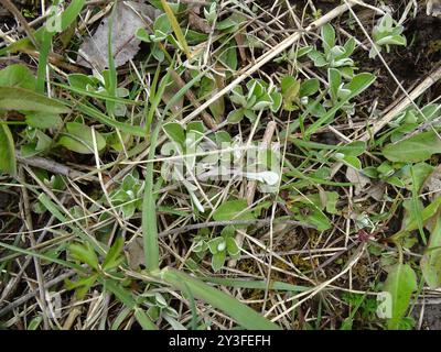 Feldpussytoes (Antennaria neglecta) Plantae Stockfoto
