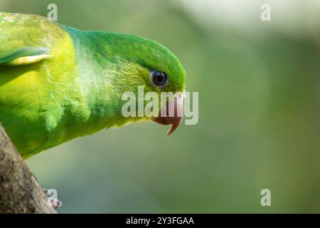 Standsittich oder Periquito-Rico-Vogel des Atlantischen Waldes - Südosten Brasiliens - Südamerika (Brotogeris tirica) Stockfoto