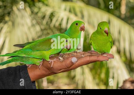 Einfache Sittiche oder Periquito-Rico-Vögel des Atlantischen Waldes essen in der Hand - Südosten Brasiliens - Südamerika (Brotogeris tirica) Stockfoto