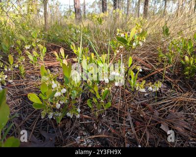 Zwerghuckleberry (Gaylussacia dumosa) Plantae Stockfoto