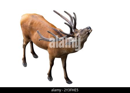 Rotwild stehend mit erhobenem Kopf, Draufsicht Stockfoto