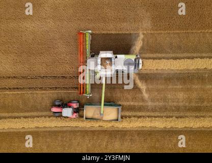 Rosyth, Schottland, Großbritannien. September 2024. Luftaufnahmen eines Mähdreschers, der auf dem Feld in der Nähe von Rosyth in Fife arbeitet. Sie hat es den Landwirten ermöglicht, ihre Ernte nach einem schlechten Sommer zu ernten. Iain Masterton/Alamy Live News Stockfoto