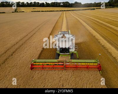 Rosyth, Schottland, Großbritannien. September 2024. Luftaufnahmen eines Mähdreschers, der auf dem Feld in der Nähe von Rosyth in Fife arbeitet. Sie hat es den Landwirten ermöglicht, ihre Ernte nach einem schlechten Sommer zu ernten. Iain Masterton/Alamy Live News Stockfoto