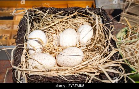 Hühnereier im Nest, ländliche Szene Stockfoto