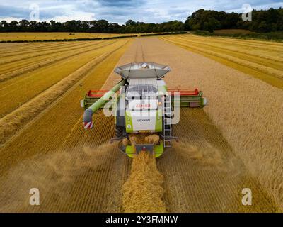 Rosyth, Schottland, Großbritannien. September 2024. Luftaufnahmen eines Mähdreschers, der auf dem Feld in der Nähe von Rosyth in Fife arbeitet. Sie hat es den Landwirten ermöglicht, ihre Ernte nach einem schlechten Sommer zu ernten. Iain Masterton/Alamy Live News Stockfoto