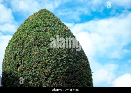 Getrimmte Buchse. Geformter, getrimmter Busch für Gartenlandschaften. Stockfoto