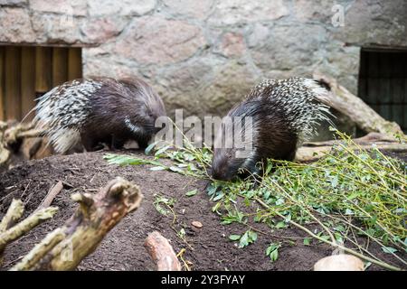 Kap-Stachelschwein oder Südafrikanisches Stachelschwein, Hystrix africaeaustralis, in einem Zoo mit weißen Stacheln Stockfoto