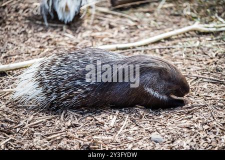 Kap-Stachelschwein oder Südafrikanisches Stachelschwein, Hystrix africaeaustralis, in einem Zoo mit weißen Stacheln Stockfoto