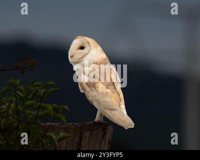 Wunderschöne wilde Scheuneneule auf einem Baumstumpf [ latin tyto alba ] im Portbury Wharf Naturschutzgebiet in Großbritannien Stockfoto