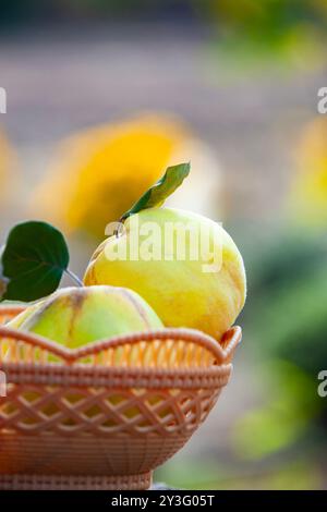 Frische Quitten mit grünen Blättern, die in einem Korb ruhen, mit weichem Hintergrund eines sonnendurchfluteten Gartens. Stockfoto