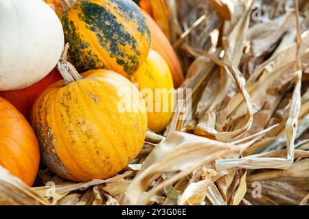 Kürbisse und Maisschalen im Herbst. Verschiedene Kürbisse, von Orange bis gestreift, umgeben von getrockneten Maisblättern, die das Wesen des Herbstes einfangen. Stockfoto