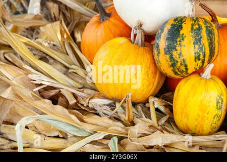 Eine Sammlung von Kürbissen in verschiedenen Farben und Mustern, eingebettet zwischen getrockneten Maisschalen, die eine reiche Herbsternte repräsentieren. Stockfoto