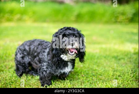 Ein schwarz-weißer Kavalier King Charles Spaniel x Yorkshire Terrier Mischhund Stockfoto