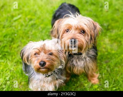 Ein Paar Yorkshire Terrier gemischte Hunde stehen draußen zusammen Stockfoto