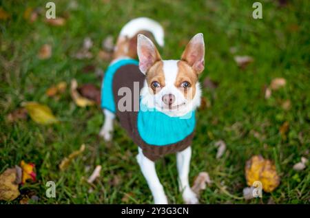 Ein reinrassiger Chihuahua-Hund, der draußen steht und einen Pullover trägt Stockfoto