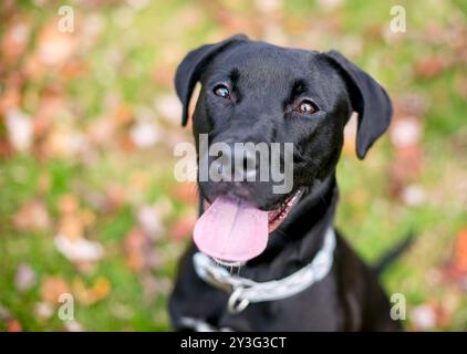 Ein schwarzer Labrador Retriever Mischhund, der mit fröhlichem Ausdruck und Hecheln aufblickt Stockfoto