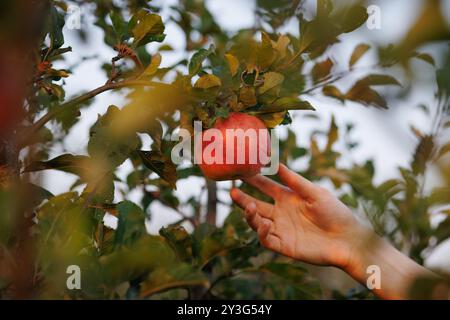 Die Hand greift nach einem perfekt Reifen Apfel, Apfelernte im Garten im Herbst Stockfoto