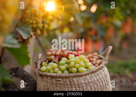 Ein Korbkorb gefüllt mit grünen und roten Trauben, der während des Sonnenuntergangs zwischen den Reben in einem Weinberg platziert wird. Traubenernte Stockfoto
