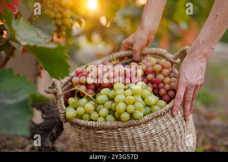 Winzer ernten rote Trauben im Weinberg bei Sonnenuntergang mit goldenem Licht Stockfoto