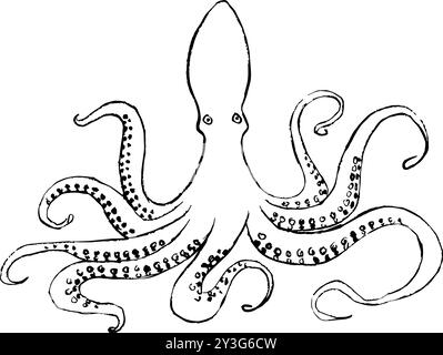Handgezeichnete Illustration von Oktopus, Kritzeleien von Oktopus Stock Vektor
