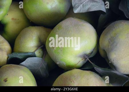 Das Foto zeigt frische, helle Äpfel, die von einem Baum geerntet wurden. Sie können in verschiedenen Sorten von grün bis rot und gelb sein, mit einem glänzenden Peel-Reflektin Stockfoto