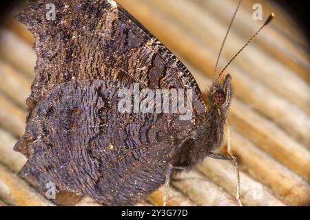 Aglais io Familie Nymphalidae Gattung Aglais Pfau Schmetterling Europäischer Pfau Schmetterling wilde Natur Insekten Photogaphie, Bild, Tapete Stockfoto