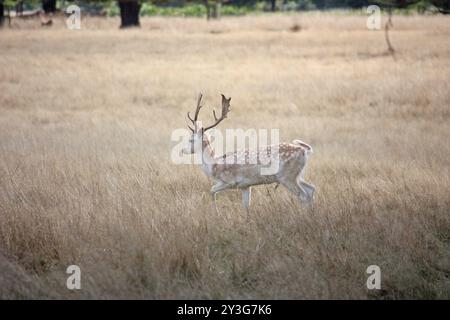 Hampton Court Stockfoto