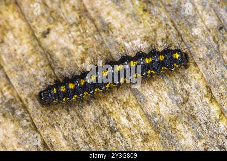 Callimorpha dominula Familie Erebidae Gattung Callimorpha Scarlet Tiger Moth raupe wilde Natur Insektenfotografie, Bild, Tapete Stockfoto