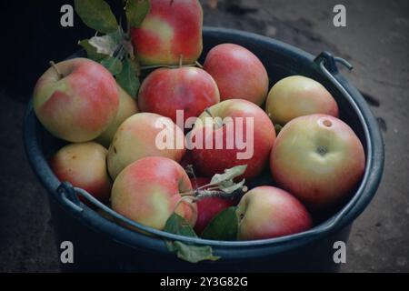 Das Foto zeigt frische, helle Äpfel, die von einem Baum geerntet wurden. Sie können in verschiedenen Sorten von grün bis rot und gelb sein, mit einem glänzenden Peel-Reflektin Stockfoto