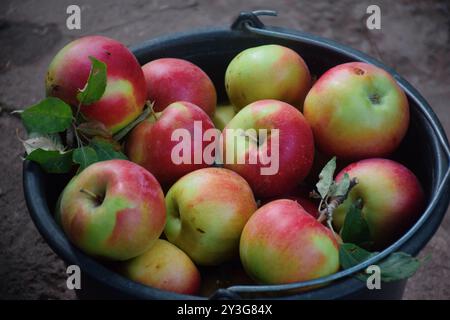 Das Foto zeigt frische, helle Äpfel, die von einem Baum geerntet wurden. Sie können in verschiedenen Sorten von grün bis rot und gelb sein, mit einem glänzenden Peel-Reflektin Stockfoto