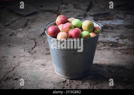 Das Foto zeigt frische, helle Äpfel, die von einem Baum geerntet wurden. Sie können in verschiedenen Sorten von grün bis rot und gelb sein, mit einem glänzenden Peel-Reflektin Stockfoto
