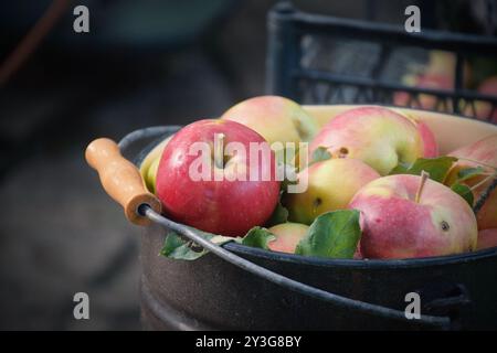 Das Foto zeigt frische, helle Äpfel, die von einem Baum geerntet wurden. Sie können in verschiedenen Sorten von grün bis rot und gelb sein, mit einem glänzenden Peel-Reflektin Stockfoto
