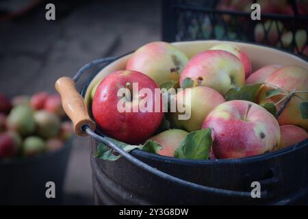 Das Foto zeigt frische, helle Äpfel, die von einem Baum geerntet wurden. Sie können in verschiedenen Sorten von grün bis rot und gelb sein, mit einem glänzenden Peel-Reflektin Stockfoto