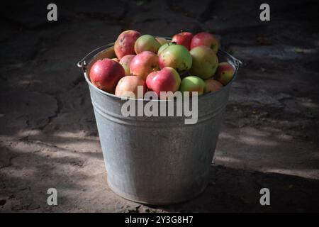 Das Foto zeigt frische, helle Äpfel, die von einem Baum geerntet wurden. Sie können in verschiedenen Sorten von grün bis rot und gelb sein, mit einem glänzenden Peel-Reflektin Stockfoto