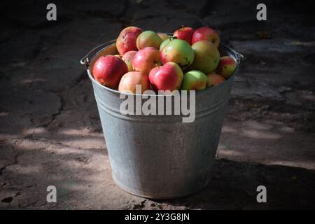 Das Foto zeigt frische, helle Äpfel, die von einem Baum geerntet wurden. Sie können in verschiedenen Sorten von grün bis rot und gelb sein, mit einem glänzenden Peel-Reflektin Stockfoto