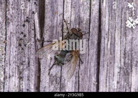 Gattung Pollenia Cluster Fliegen Familie Polleniidae wilde Natur Insekten Tapete, Bild, Fotografie Stockfoto