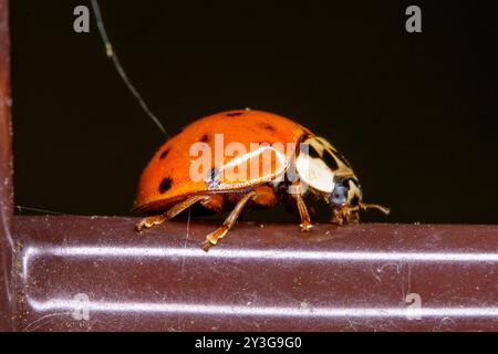 Harmonia axyridis Familie Coccinellidae Gattung Harmonia asiatischer Marienkäfer wilde Natur Insektentapete, Bild, Fotografie Stockfoto