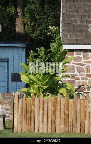 Die Tabakpflanzen wachsen im Garten hoch. Stockfoto