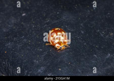 Calvia quatuordecimguttata Familie Coccinellidae Gattung Calvia Creme-Spot Marienkäfer wilde Natur Insektenfotografie, Bild, Tapete Stockfoto