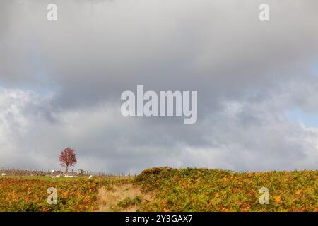 Sorbus aucuparia, (Bergasche oder Rowan) mit Schafen auf einem gemeinsamen Tier in den Brecon Beacons, Wales, Großbritannien Stockfoto