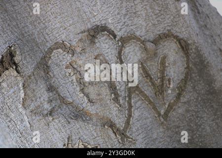 Romantische Initialen für Paare in Baumstamm gehauen Stockfoto