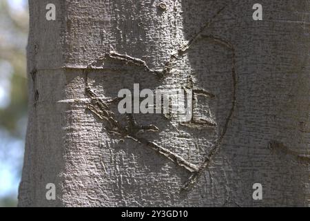 Romantische Initialen für Paare in Baumstamm gehauen Stockfoto