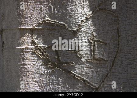 Romantische Initialen für Paare in Baumstamm gehauen Stockfoto