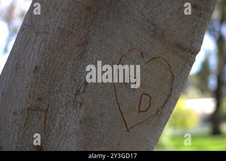 Romantische Initialen für Paare in Baumstamm gehauen Stockfoto