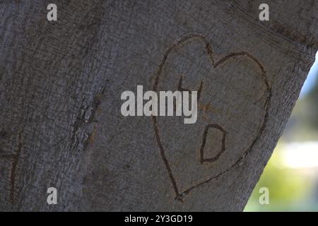 Romantische Initialen für Paare in Baumstamm gehauen Stockfoto