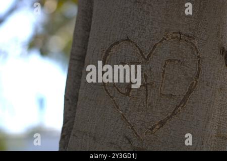 Romantische Initialen für Paare in Baumstamm gehauen Stockfoto