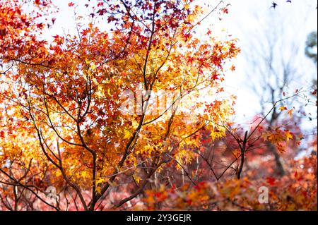 Hellrote und gelbe Ahornblätter leuchten in der Herbstsonne und zeigen die lebhaften Farben des Herbstes mit einem weichen Hintergrund. Stockfoto