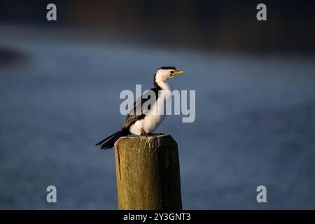 Rattenschwanger in Golden Bay, Neuseeland Stockfoto