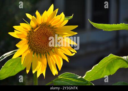 Girasoles, helianthus annuus, en un Jardín en primavera Stockfoto